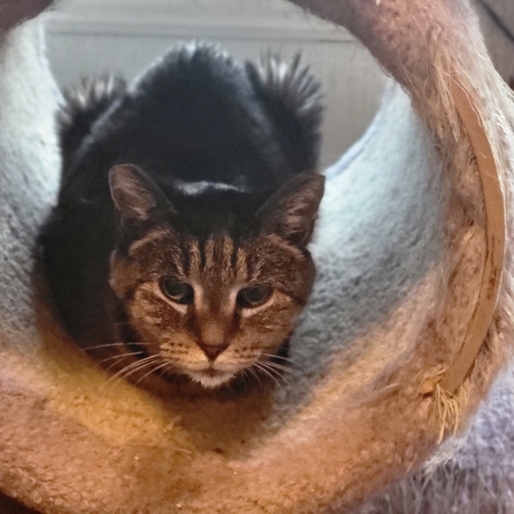 Meet your Posher, Catmam58 - Picture 16 of 16